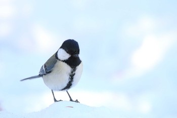 2018年1月25日(木) 新宿御苑の野鳥観察記録