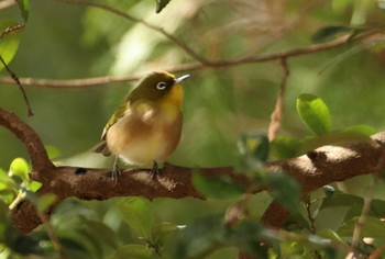 Warbling White-eye Chikozan Park Wed, 12/21/2022