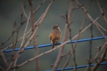 Daurian Redstart 立田山 Sat, 11/14/2015