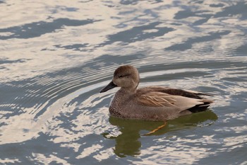 Gadwall 岸和田市内 Sun, 12/18/2022