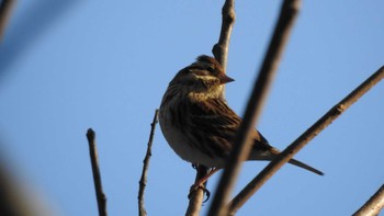 2022年12月19日(月) 長者山(青森県八戸市)の野鳥観察記録