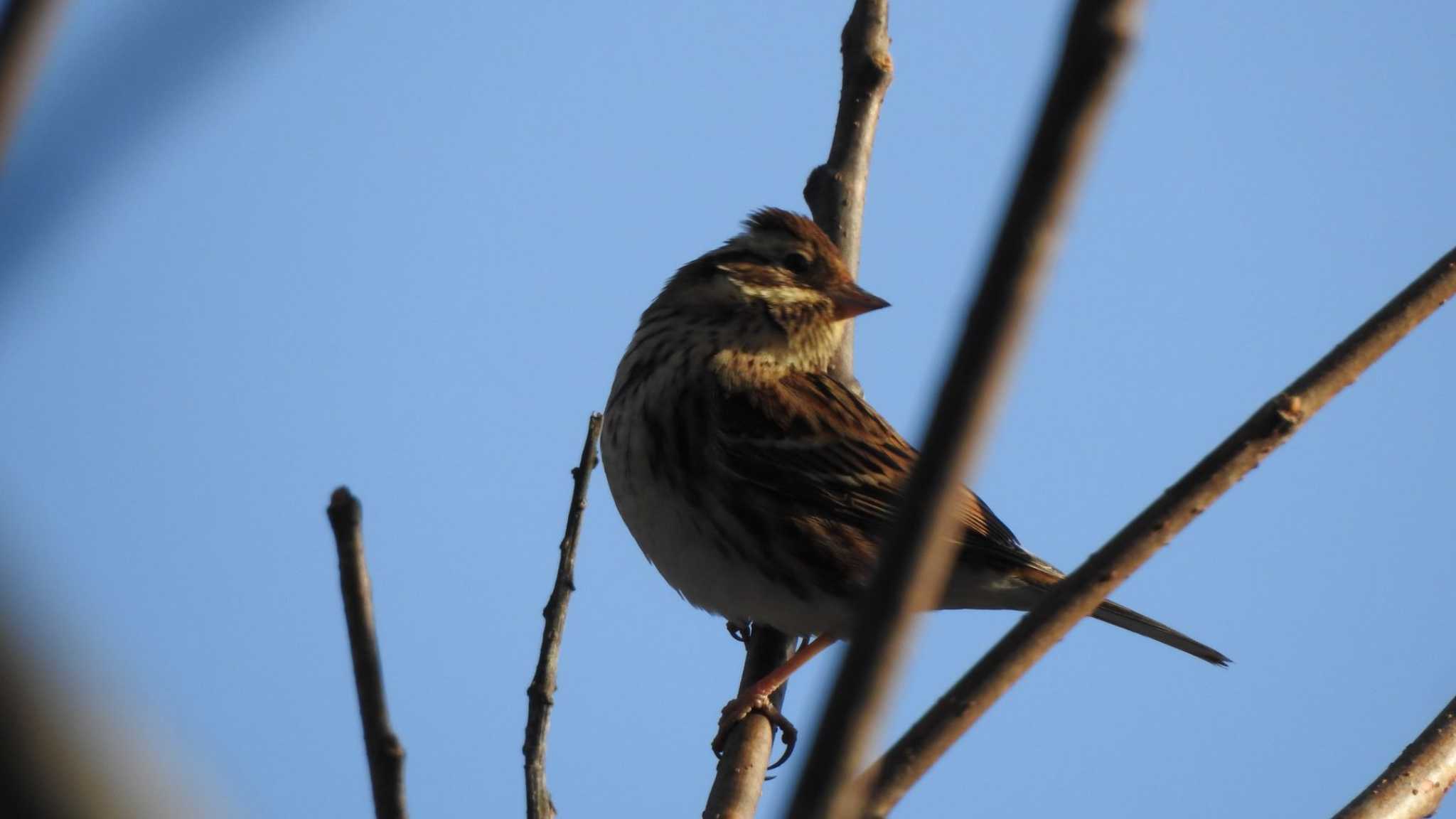 Photo of Rustic Bunting at 長者山(青森県八戸市) by 緑の風