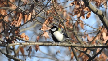 シジュウカラ 長者山(青森県八戸市) 2022年12月19日(月)