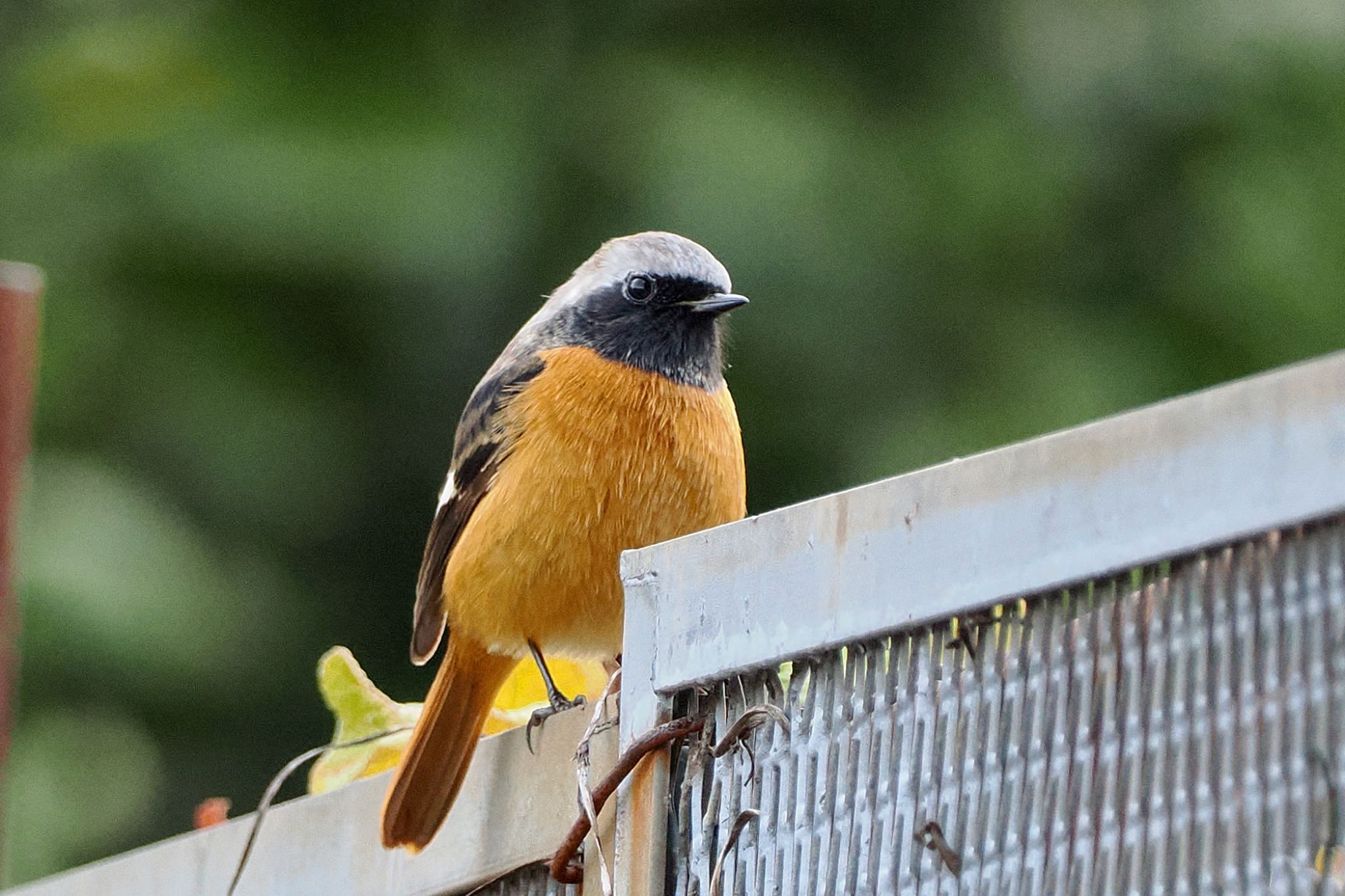 Daurian Redstart