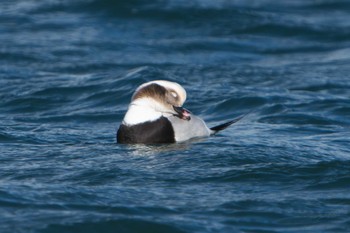 Long-tailed Duck 根室半島 Mon, 12/5/2022