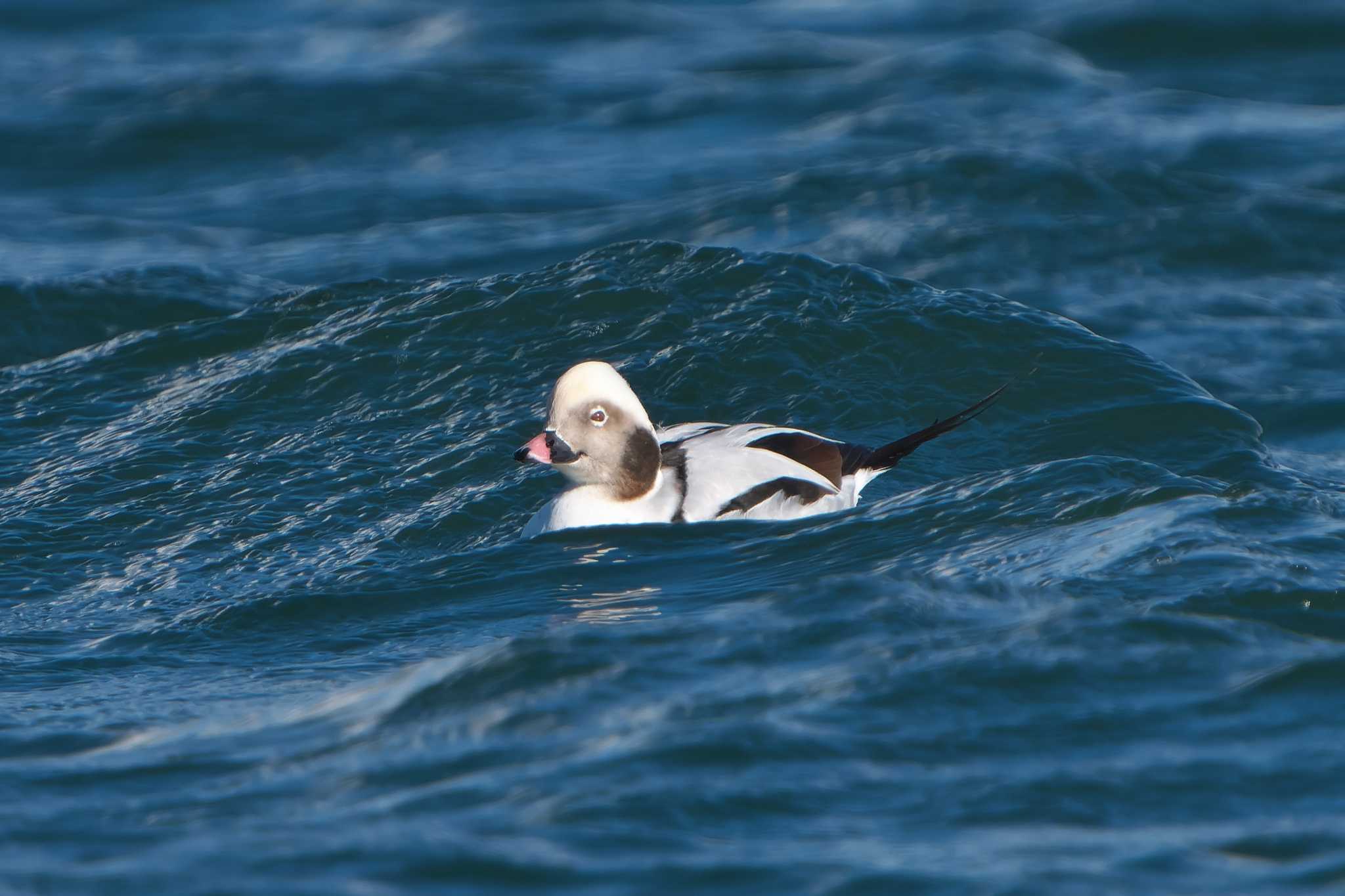 Long-tailed Duck