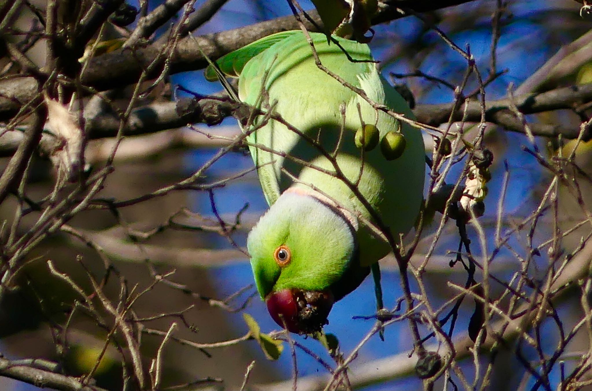 ワカケホンセイインコ