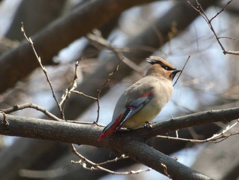 ヒレンジャク 長居公園植物園 2018年3月15日(木)