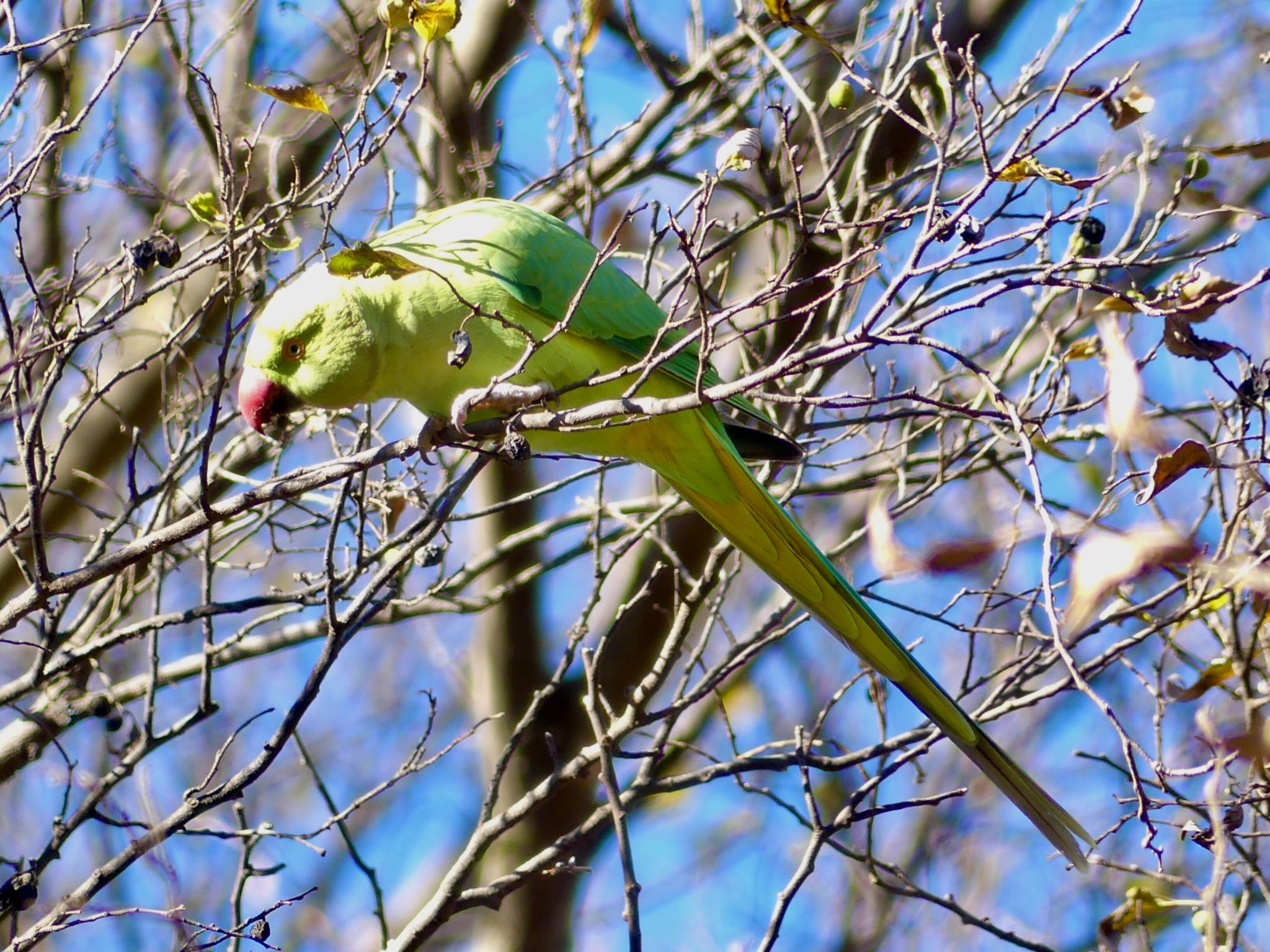 Indian Rose-necked Parakeet