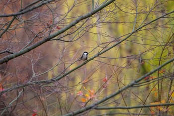 シジュウカラ 檜町公園(東京ミッドタウン) 2022年12月21日(水)