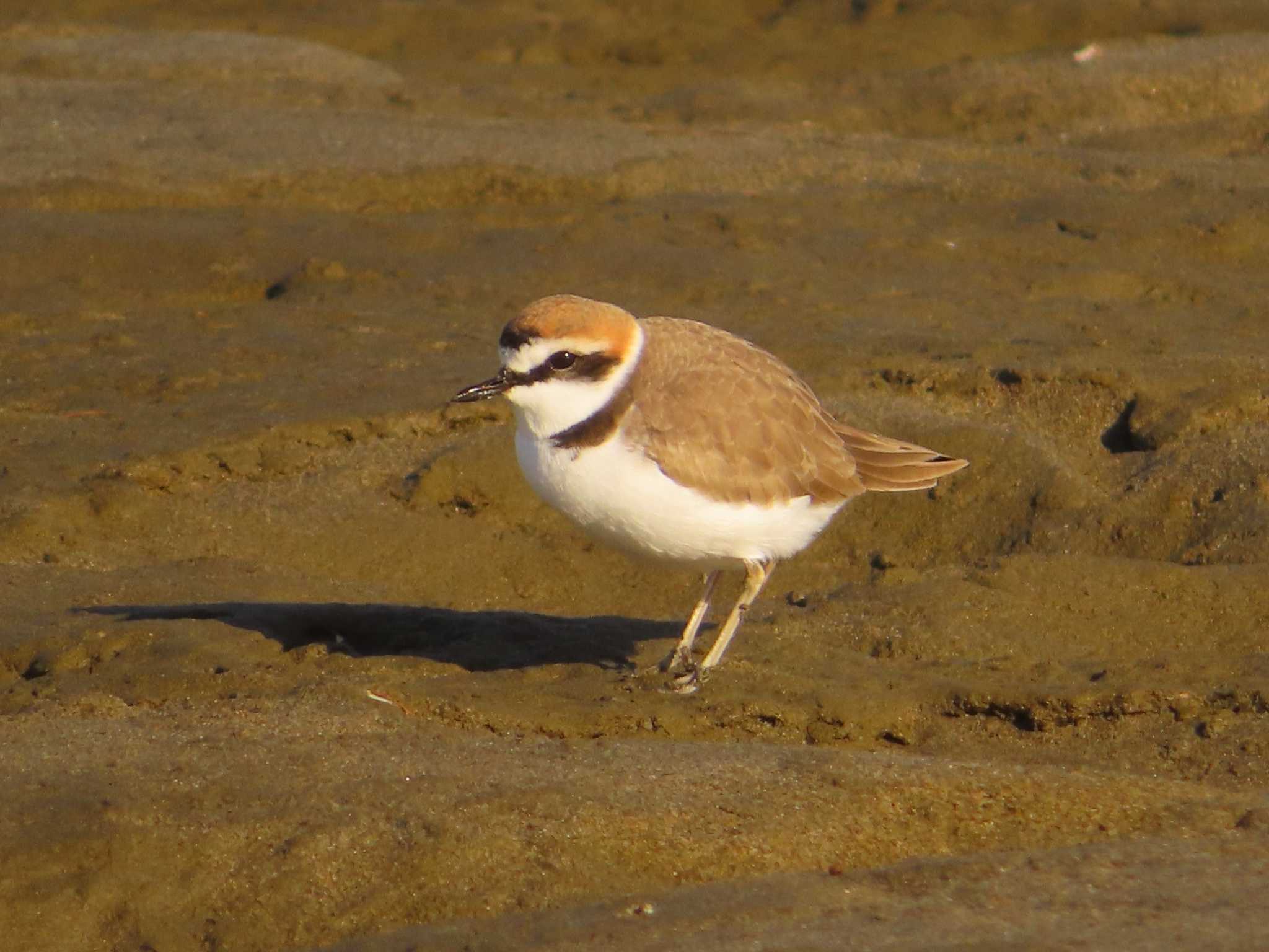 Photo of Kentish Plover at 蒲生干潟(仙台市) by ゆ