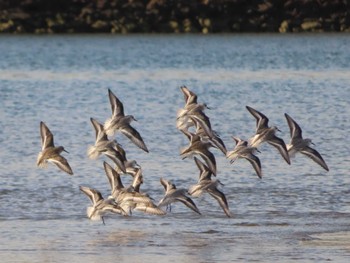 2022年12月21日(水) 蒲生干潟(仙台市)の野鳥観察記録