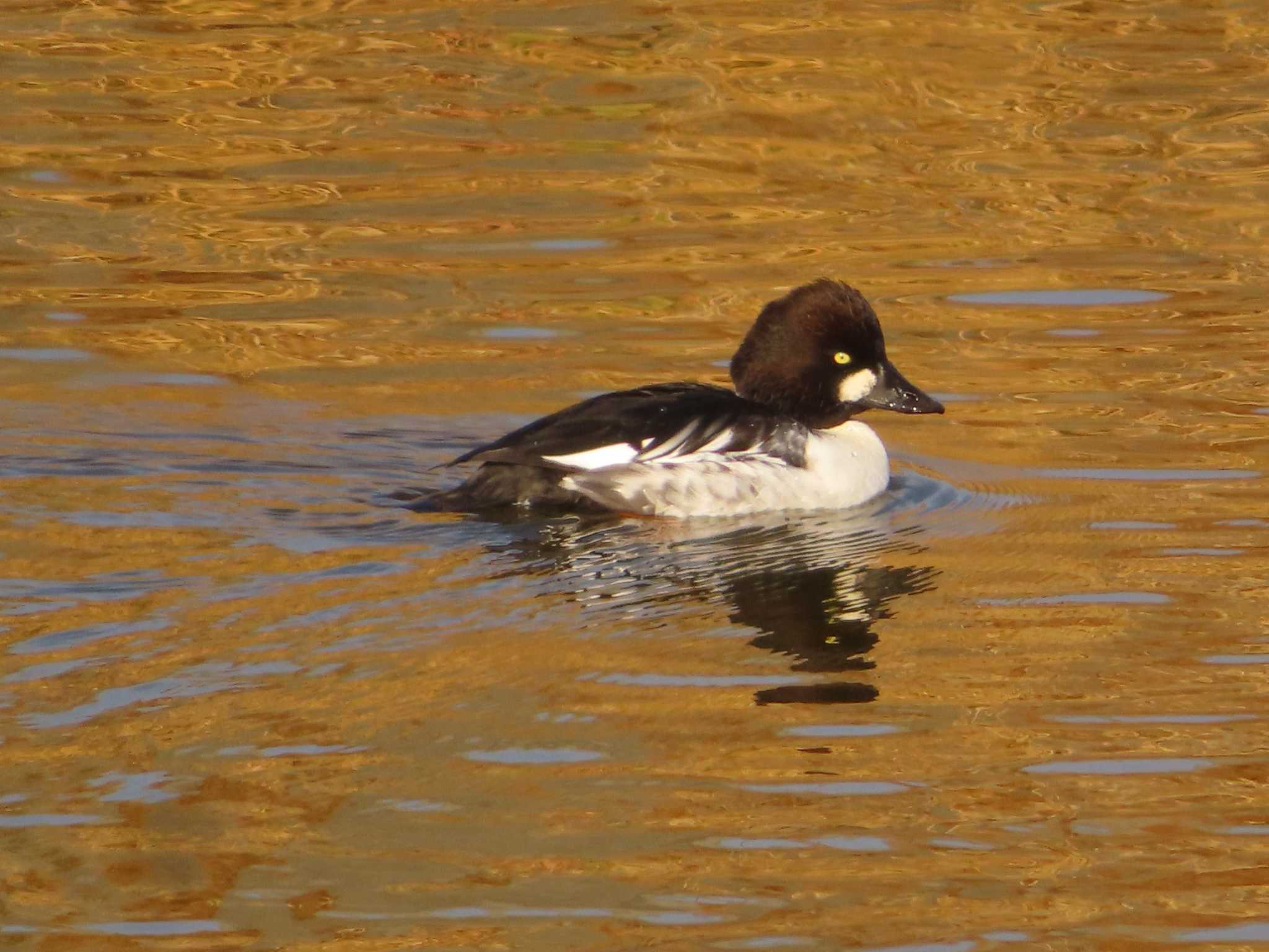 Common Goldeneye