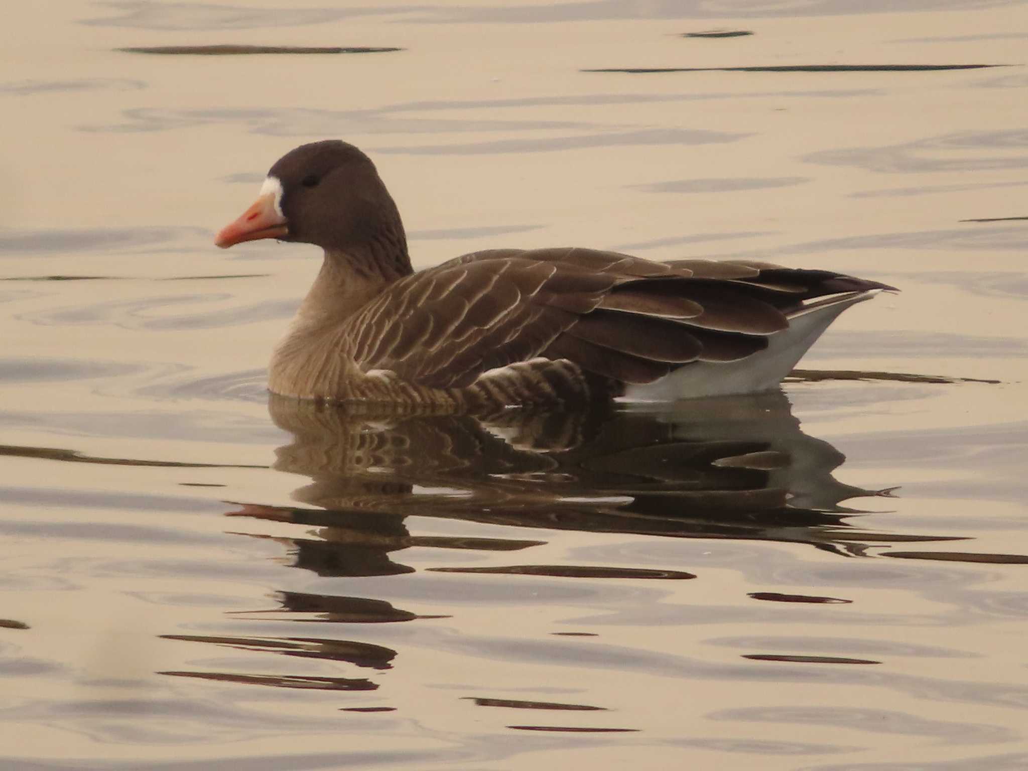 Photo of Greater White-fronted Goose at 蒲生干潟(仙台市) by ゆ