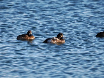 Greater Scaup 尾岱沼 Sun, 12/18/2022