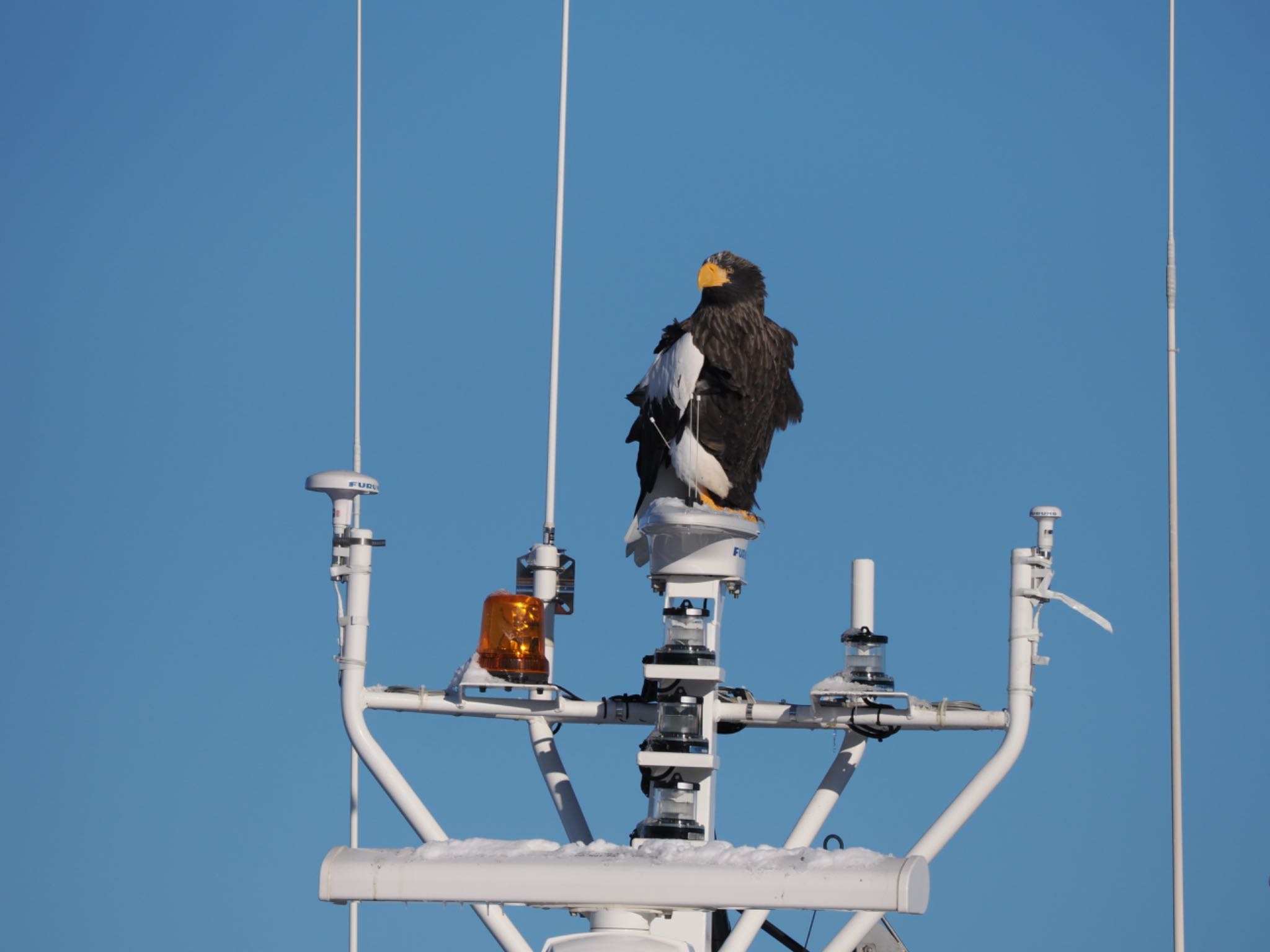 Photo of Steller's Sea Eagle at 尾岱沼 by 孝一