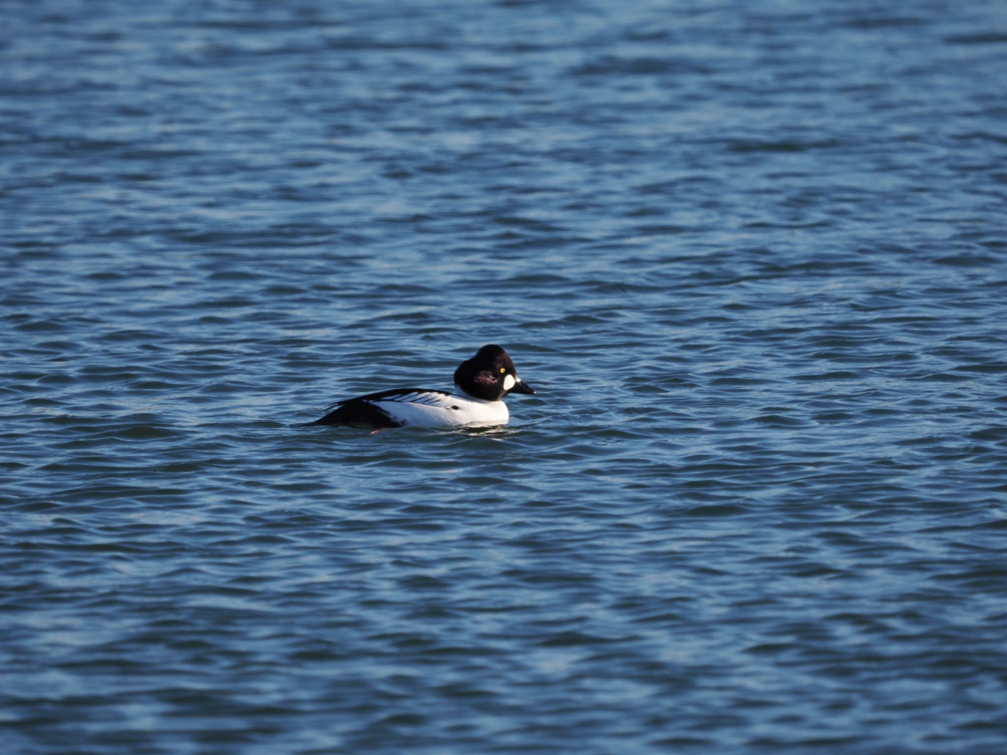 Photo of Common Goldeneye at 尾岱沼 by 孝一