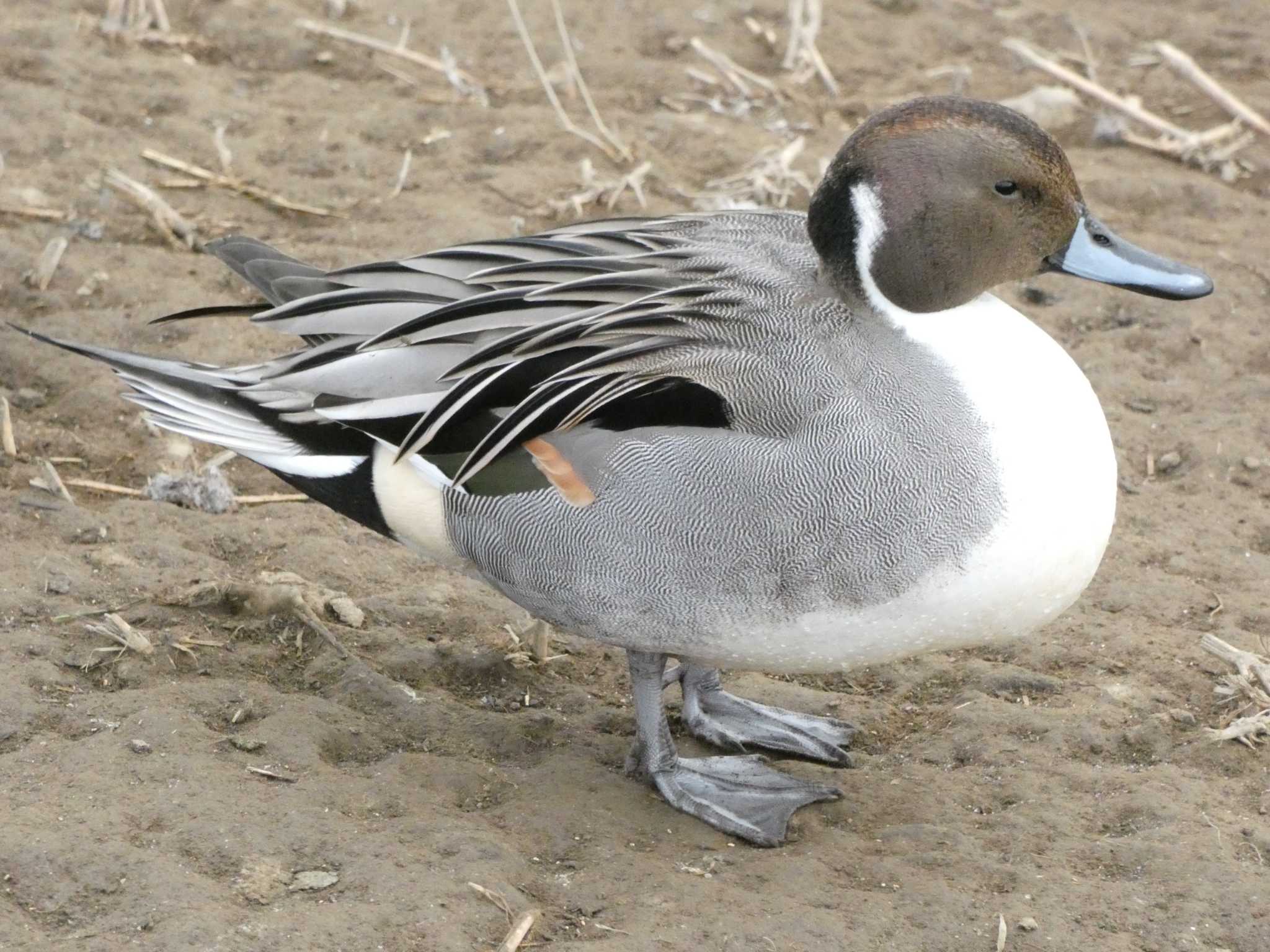 Northern Pintail