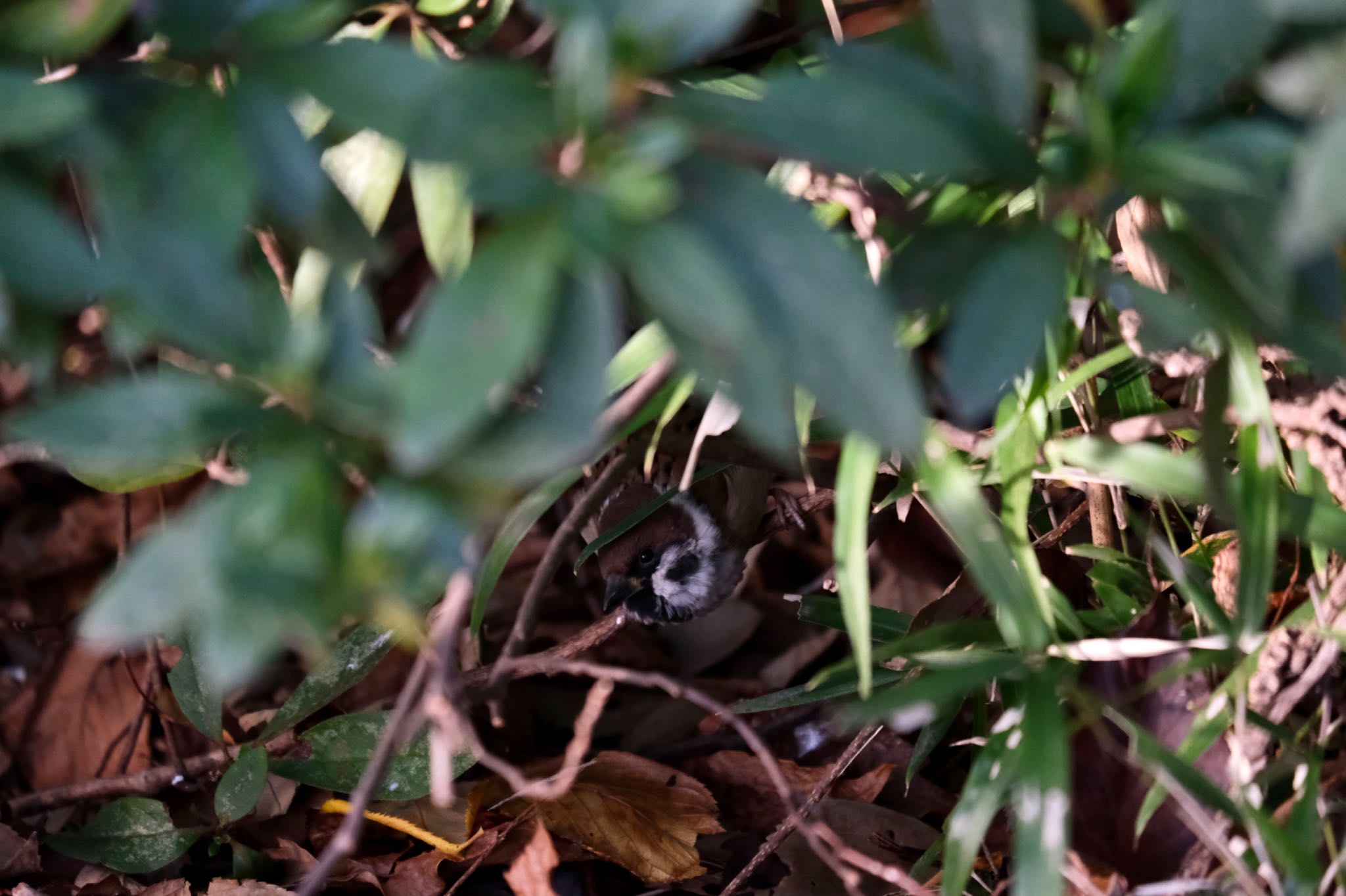 Eurasian Tree Sparrow