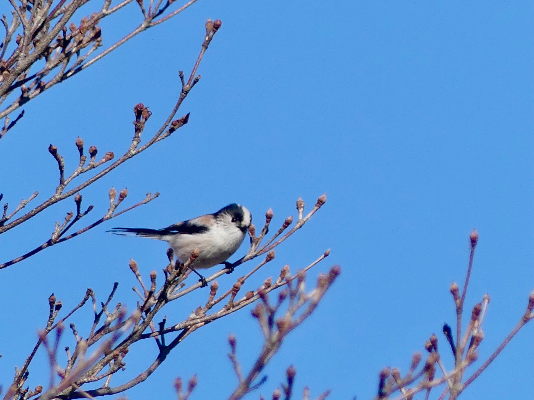 Long-tailed Tit