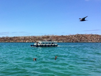 クロアジサシ Galapagos Islands(Ecuador) 2018年2月11日(日)