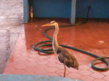 オオアオサギ Galapagos Islands(Ecuador) 2018年2月10日(土)