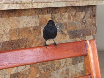 ガラパゴスフィンチ Galapagos Islands(Ecuador) 2018年2月10日(土)