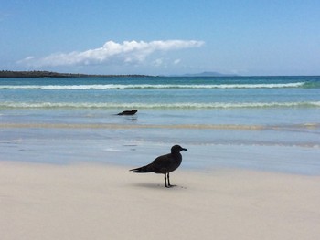 イワカモメ Galapagos Islands(Ecuador) 2018年2月10日(土)