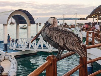 Brown Pelican Galapagos Islands(Ecuador) Sat, 2/10/2018