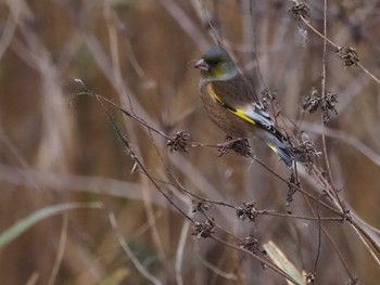 Oriental Greenfinch(kawarahiba) 境川遊水地公園（今田遊水地） Sat, 12/17/2022