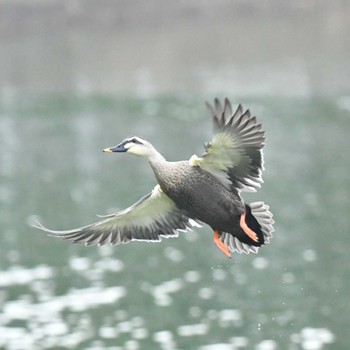 カルガモ 昆陽池公園 2022年12月21日(水)