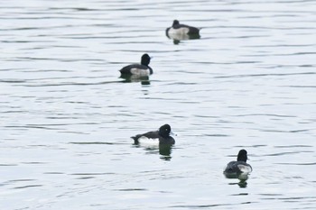 キンクロハジロ 昆陽池公園 2022年12月21日(水)