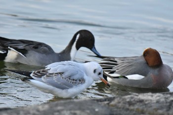 ユリカモメ 昆陽池公園 2022年12月21日(水)