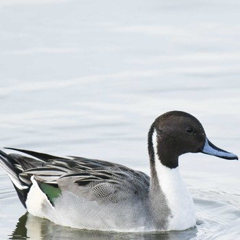 オナガガモ 昆陽池公園 2022年12月21日(水)