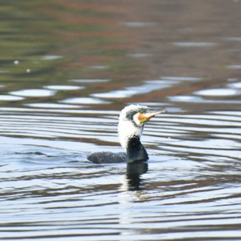 カワウ 昆陽池公園 2022年12月21日(水)