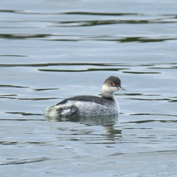 2022年12月21日(水) 昆陽池公園の野鳥観察記録