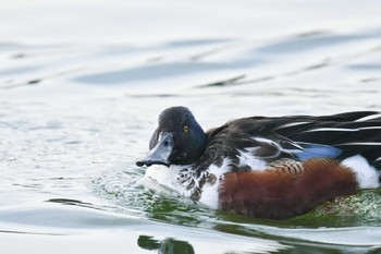 ハシビロガモ 昆陽池公園 2022年12月21日(水)