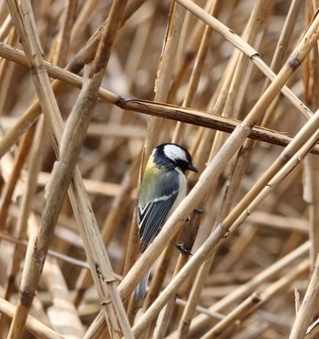 Japanese Tit 大井埠頭(大井ふ頭) Thu, 3/15/2018