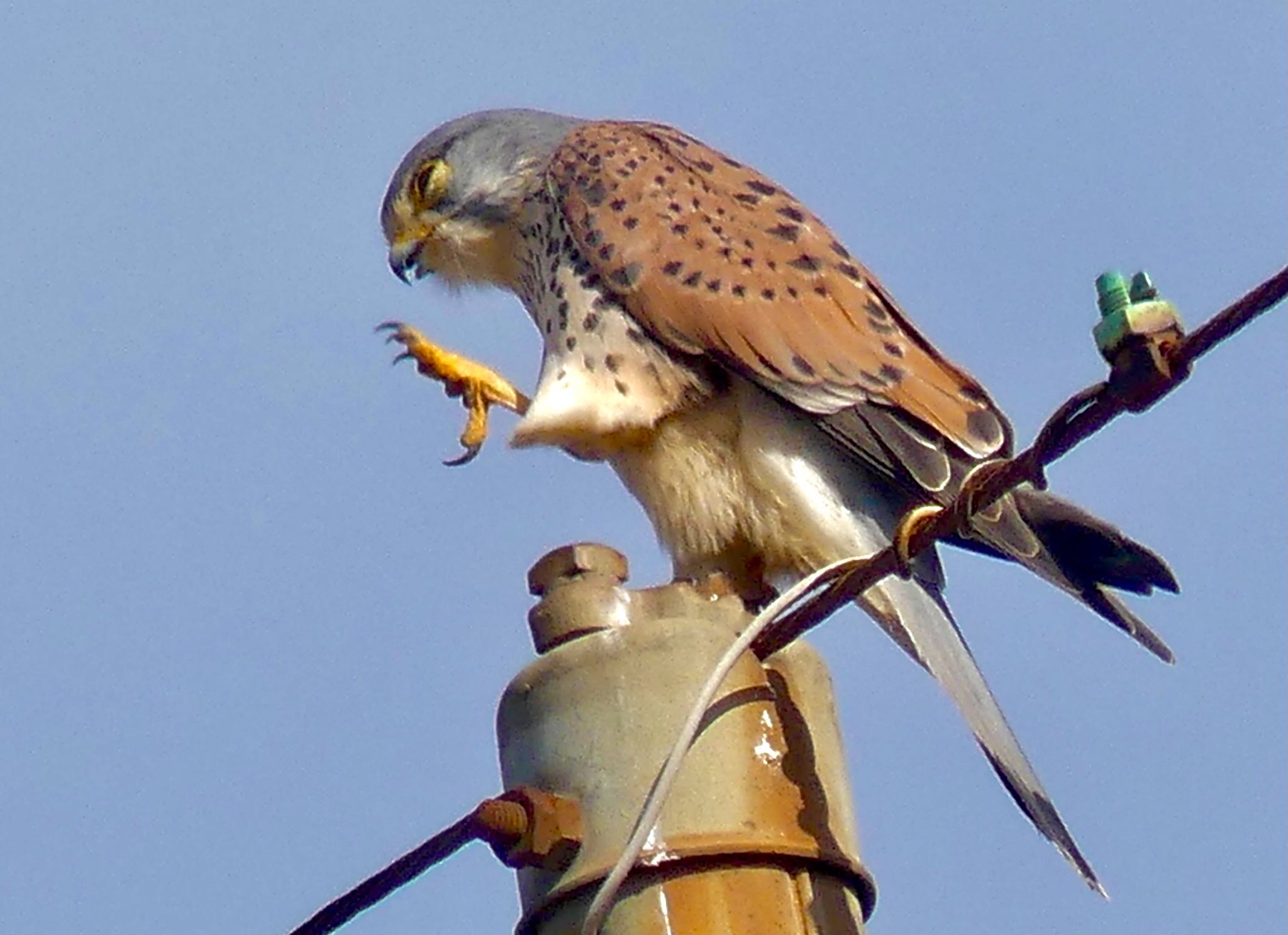 Common Kestrel