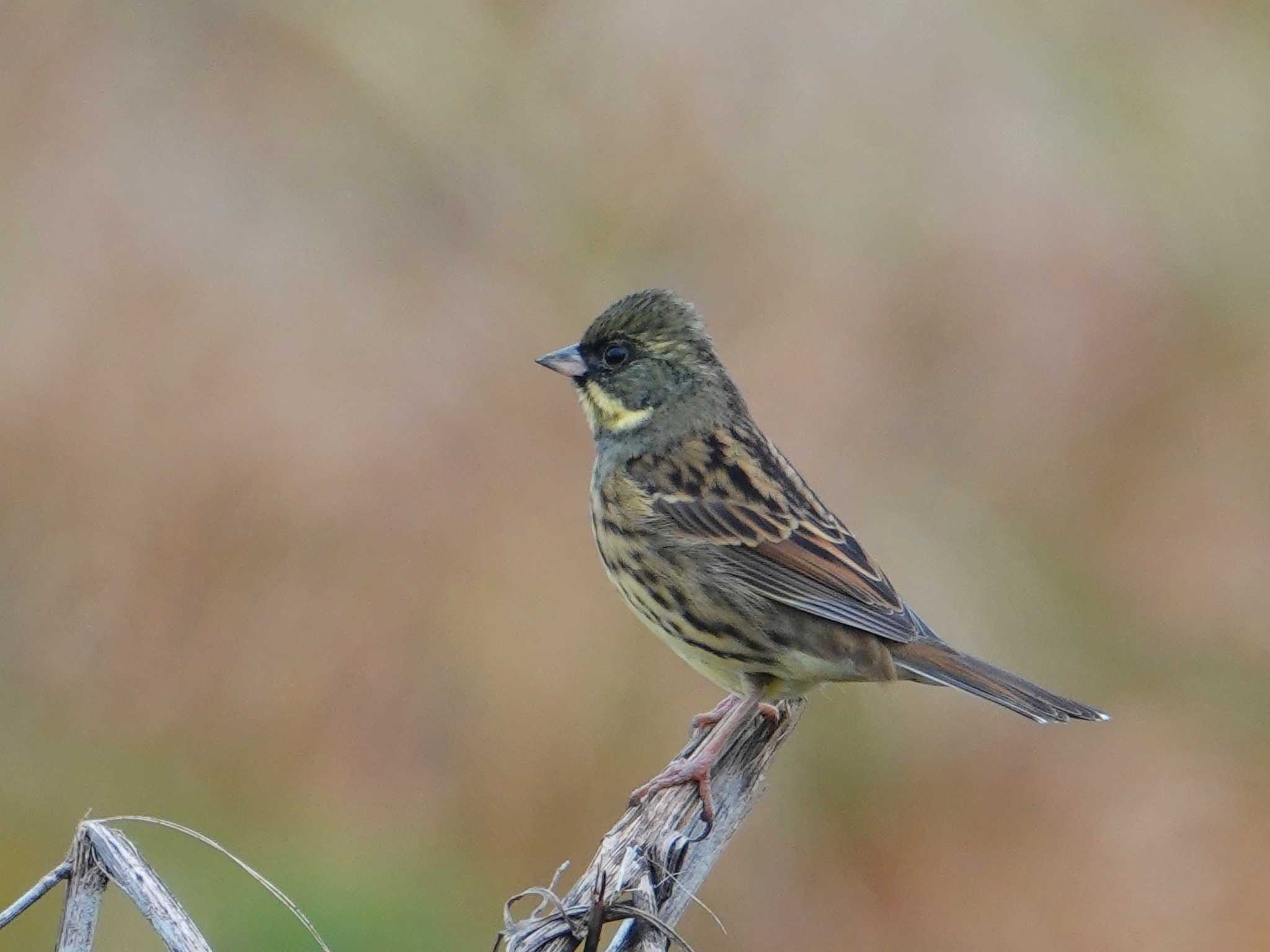 Masked Bunting