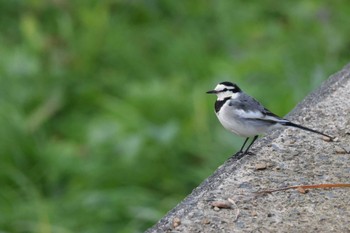 White Wagtail 志井川 Tue, 12/20/2022