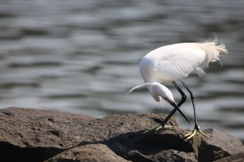 Little Egret 大井埠頭(大井ふ頭) Wed, 3/14/2018