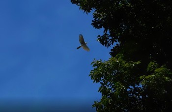 Eurasian Sparrowhawk Unknown Spots Thu, 12/8/2022