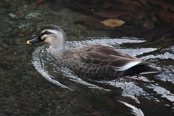 Eastern Spot-billed Duck 志井川 Tue, 12/20/2022