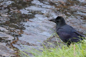 Large-billed Crow 志井川 Tue, 12/20/2022