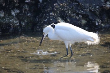 Little Egret 大井埠頭(大井ふ頭) Wed, 3/14/2018