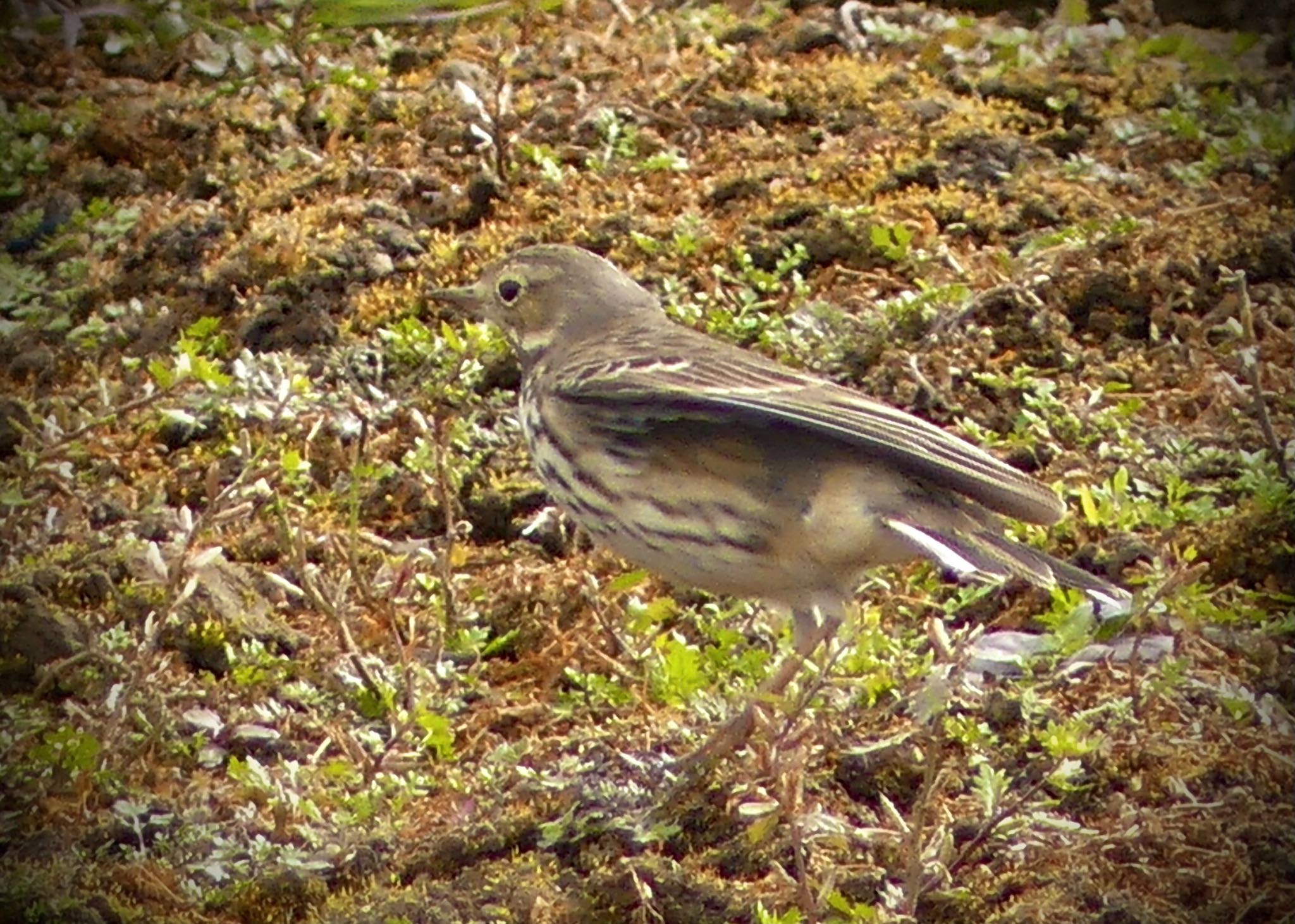 Water Pipit