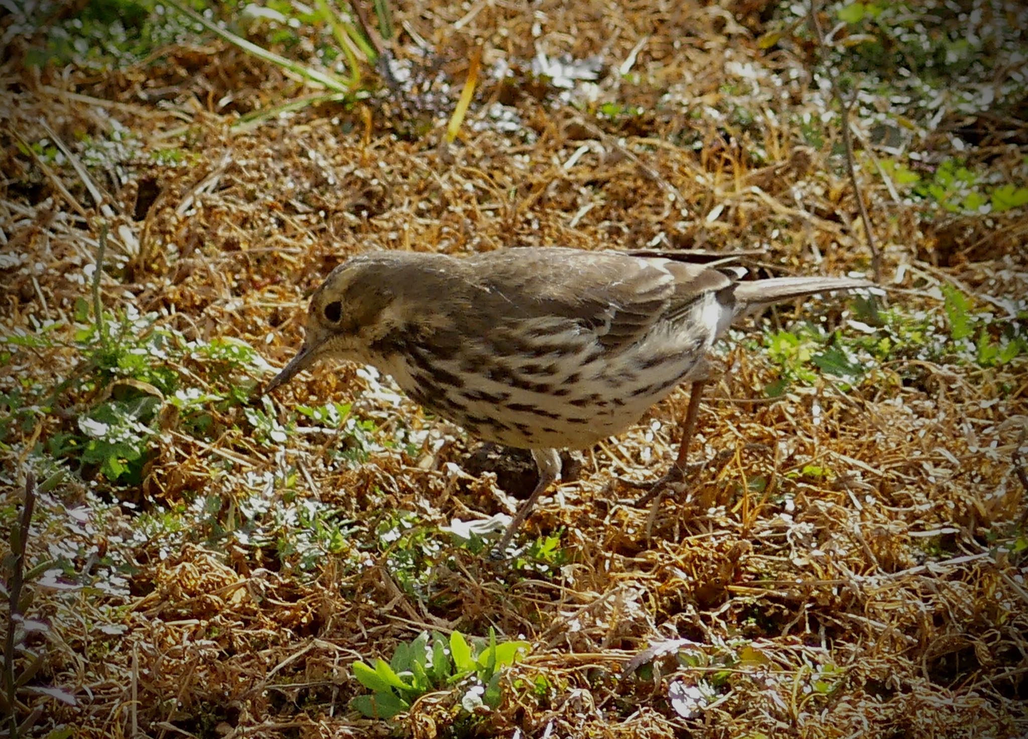 Water Pipit