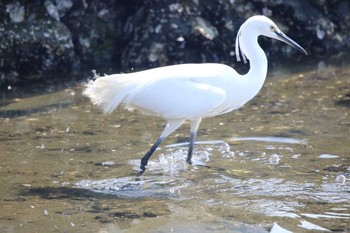 Little Egret 大井埠頭(大井ふ頭) Wed, 3/14/2018