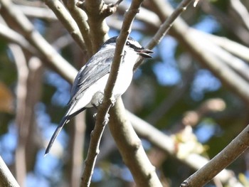 2022年12月22日(木) 江津湖の野鳥観察記録